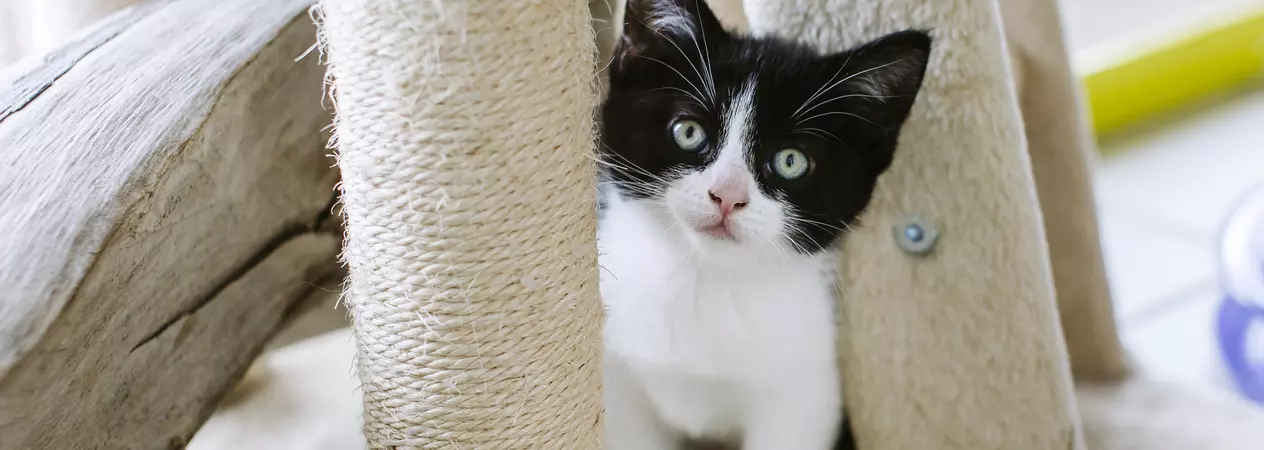 Pomegranate sits in front of scratching post