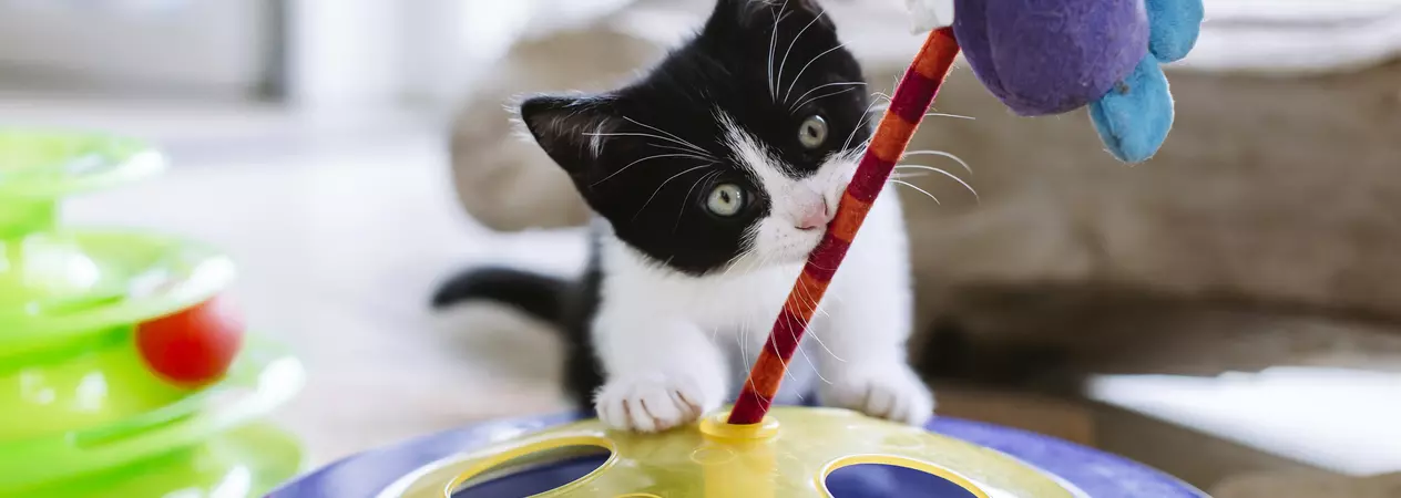 Pomegranate plays with toy