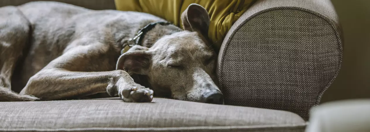 Blue/grey lurcher sleeping on beige sofa with yellow cushions
