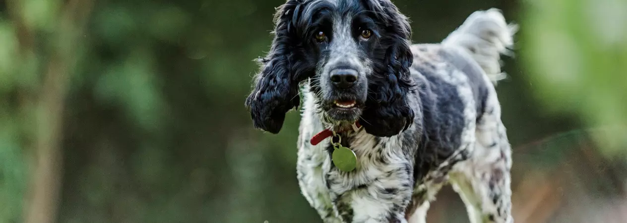 Dog Heidi out exploring her garden