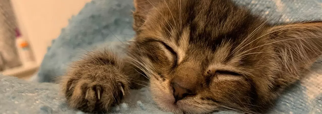 Marie snoozing at her foster carer's home