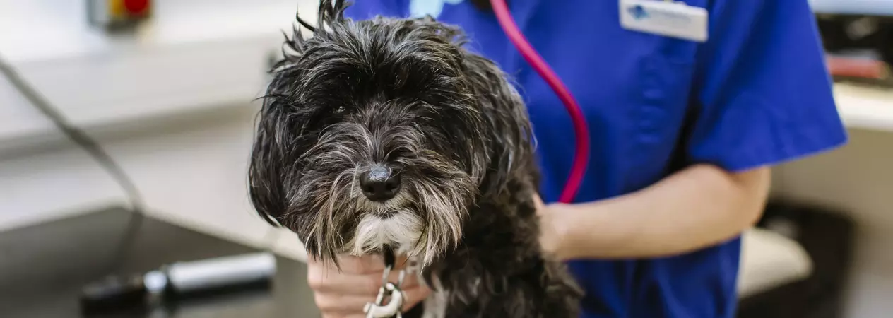 Dog being checked by vet