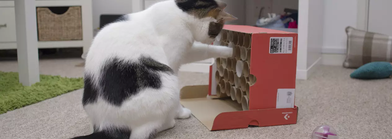 Tabby cat with paw in the cat treat vending machine, fishing out a cat treat