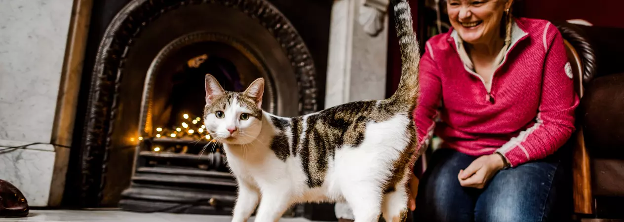 Pet Peace of Mind cat