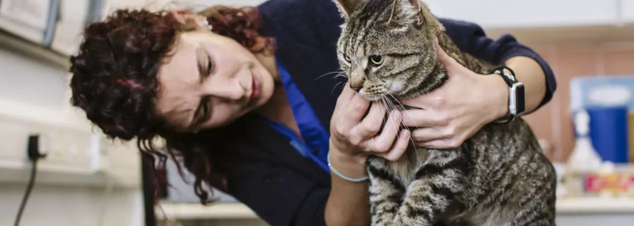 Vet treating a cat in our animal hospital