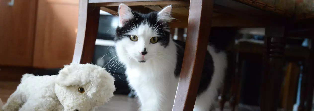 Black and white cat under a chair in the kitchen