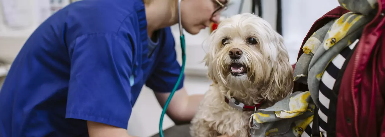 Vet checking dog with stethoscope with owner present