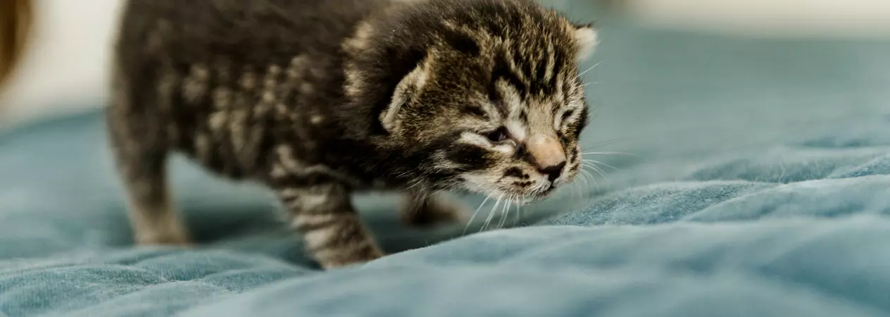 Bernard walking on a blanket