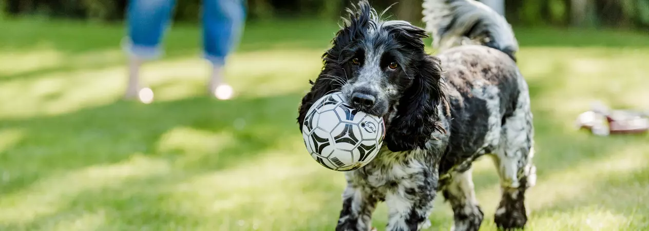 Black and white cocker spaniel with football in her mouth in the garden on a sunny day