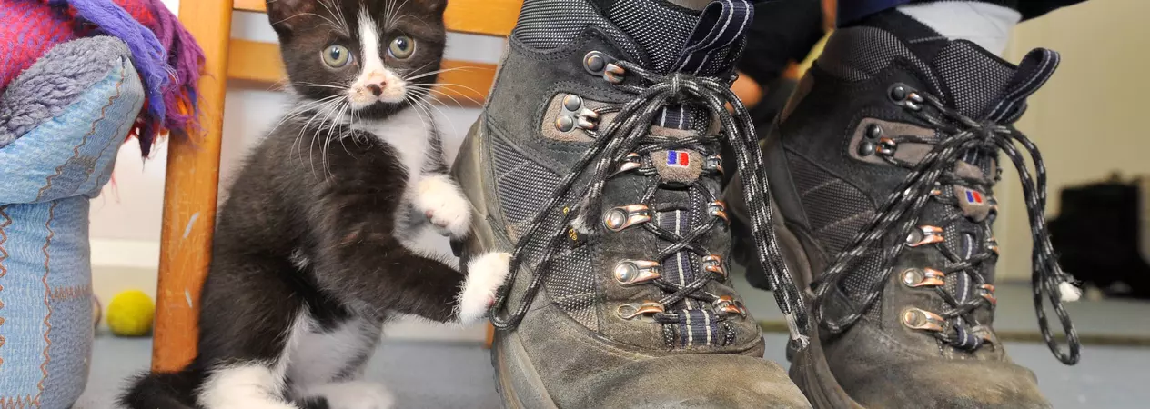 Black and white kitten standing next to walking boots