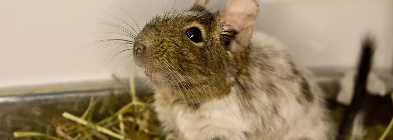 Degu Greg enjoying life in his new home