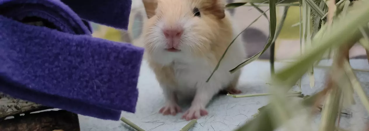 baby guinea pigs