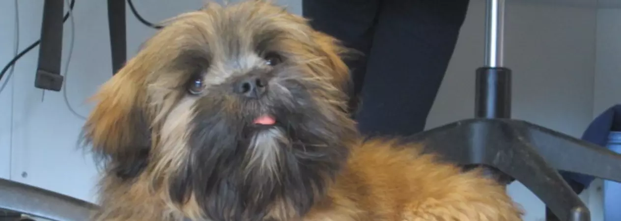 Puppy farm puppy
