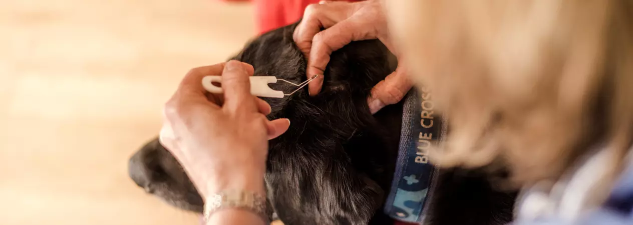 Black labrador with a tick being removed