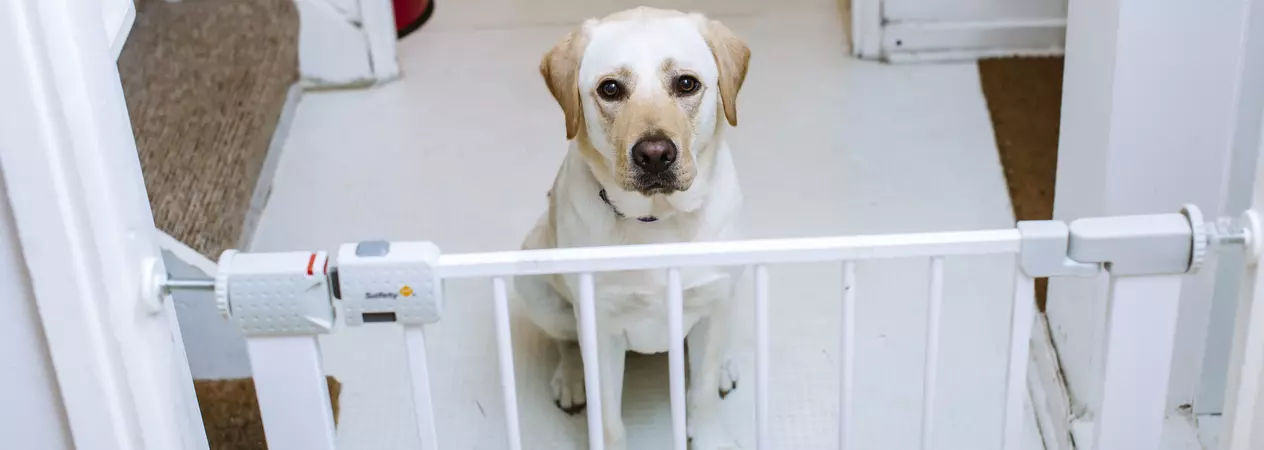 Preventing separation anxiety in puppies