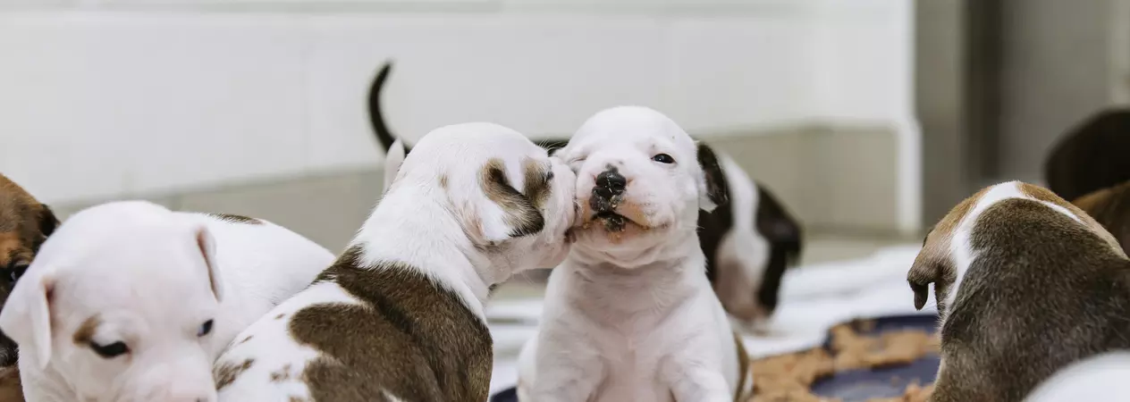 Staffordshire bull terrier puppies playing