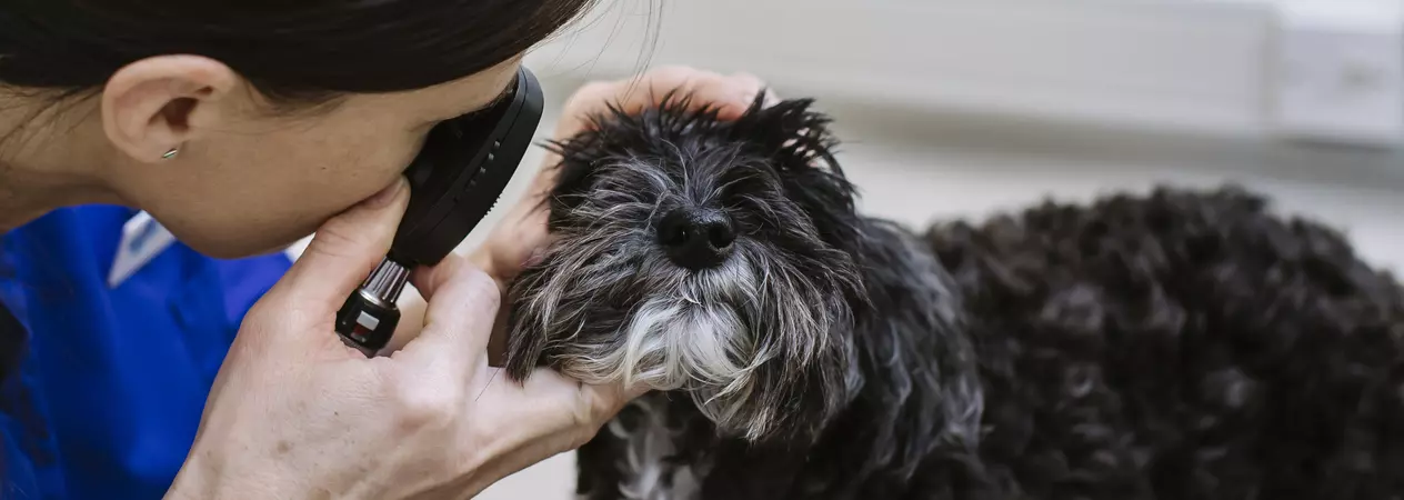 Black dog getting eye check by vet
