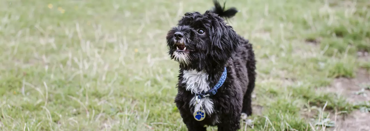 Black shih tzu cross Yorkshire terrier about to bark at owner