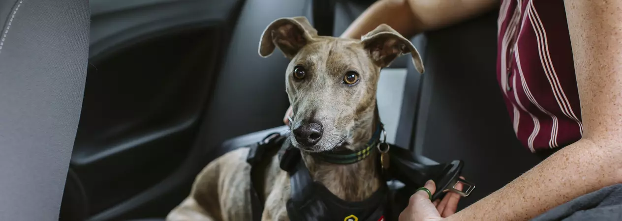 Lurcher dog being strapped into a seatbelt in a car