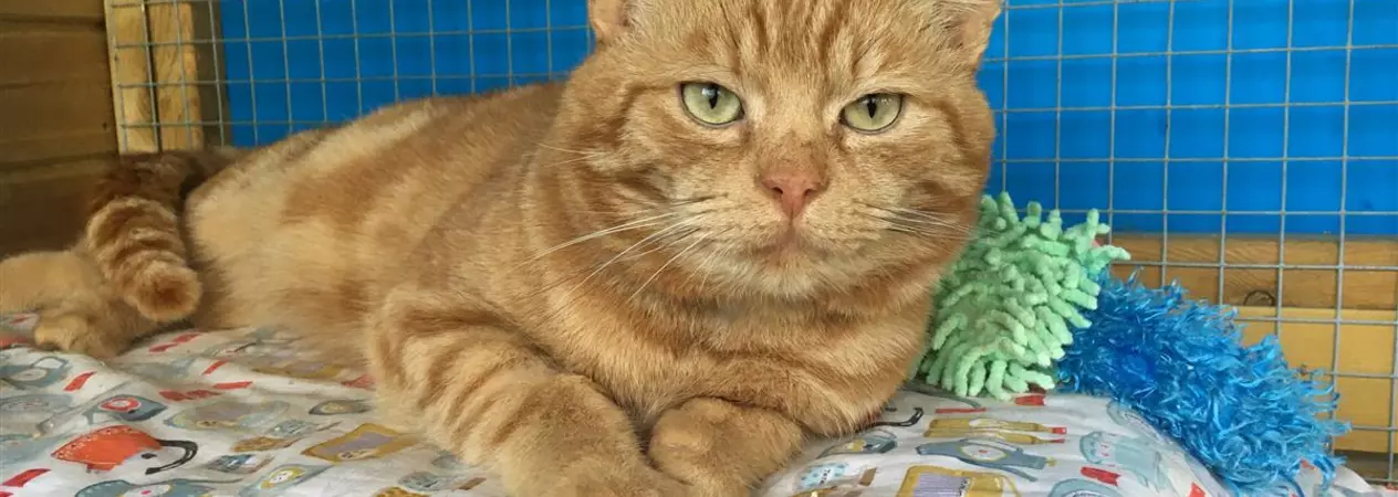 Charlie lying down when he was in Blue Cross care