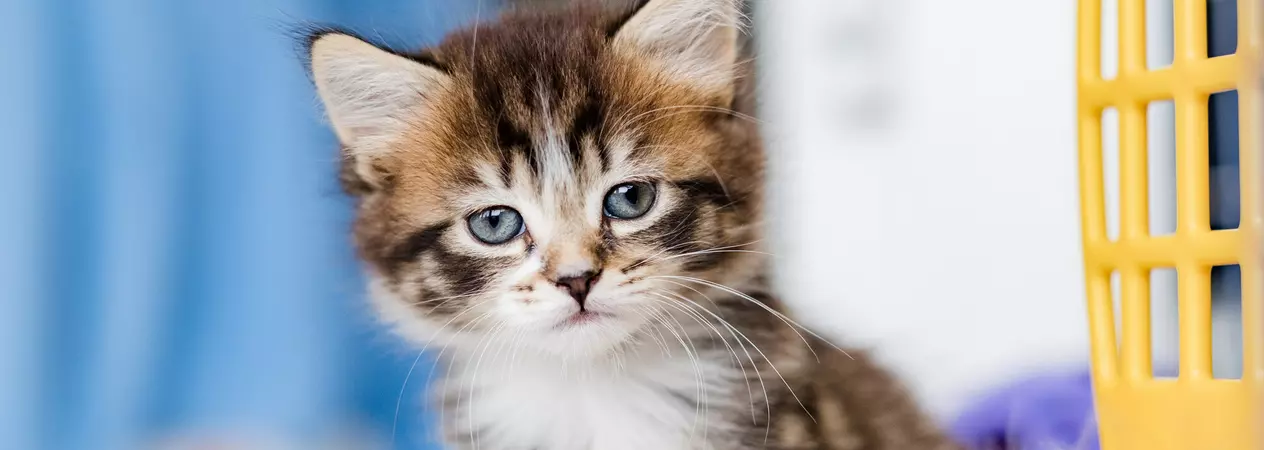 Kitten Gemini looking at camera