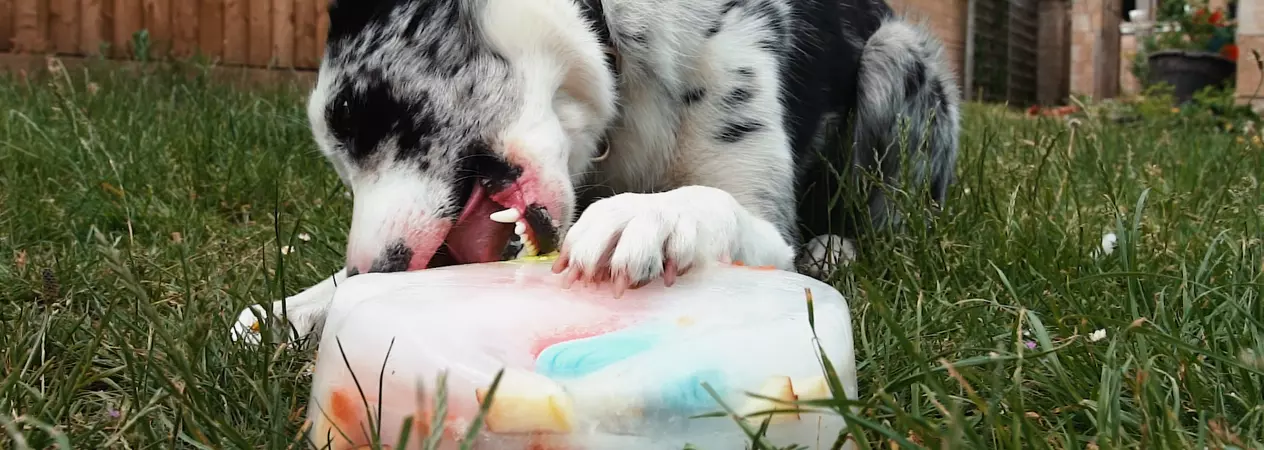 Collie tucking into an ice block filled with treats and toys