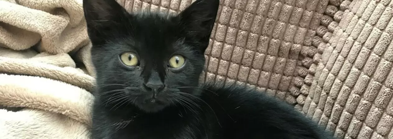 Bonnet, the black cat, lying on the sofa