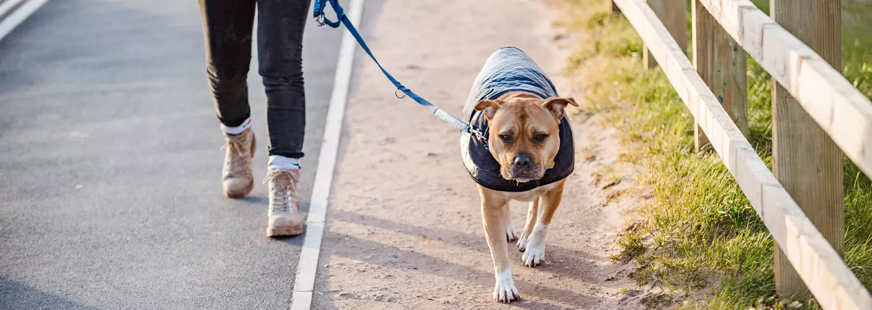 Staffordshire bull terrier wearing a rain coat on a walk