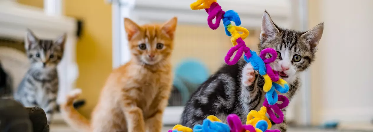 Mertle and Boo playing with a rope toy at the centre