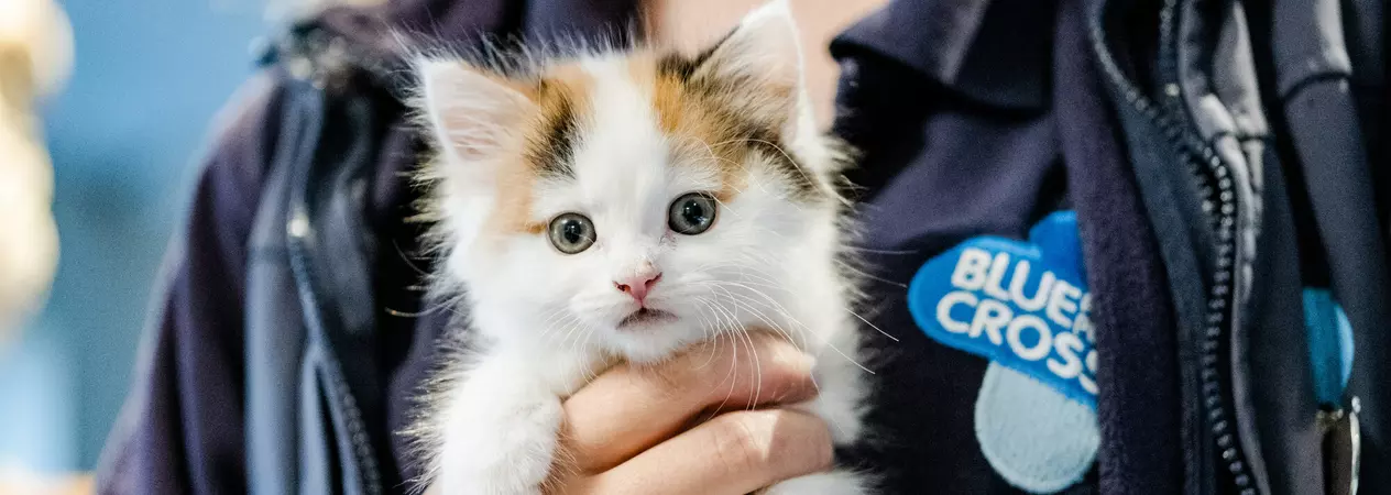 Kitten Widget being held by Blue Cross team member