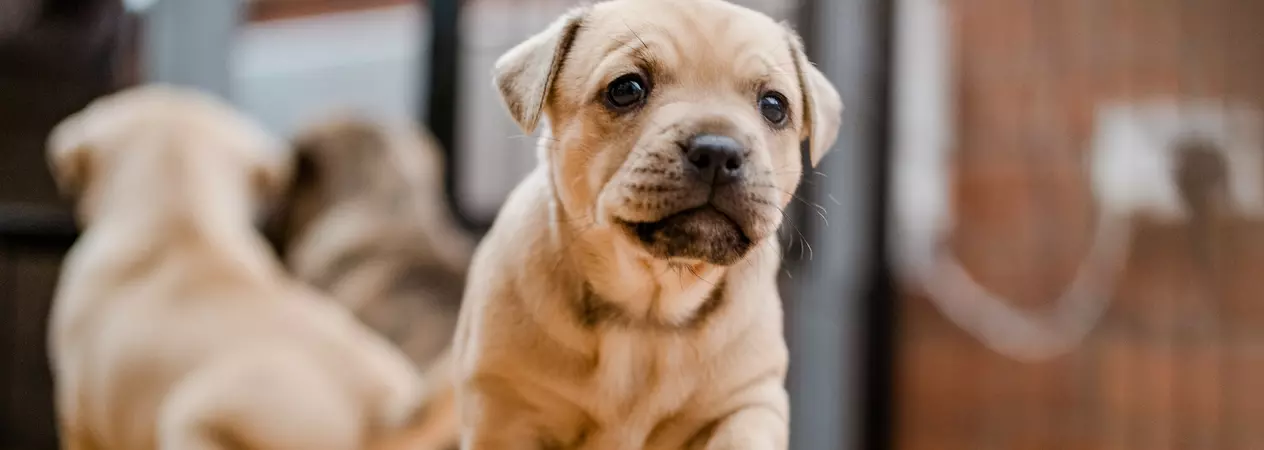 Biscuit coloured puppy walking towards camera with one paw up and littermates playing behind