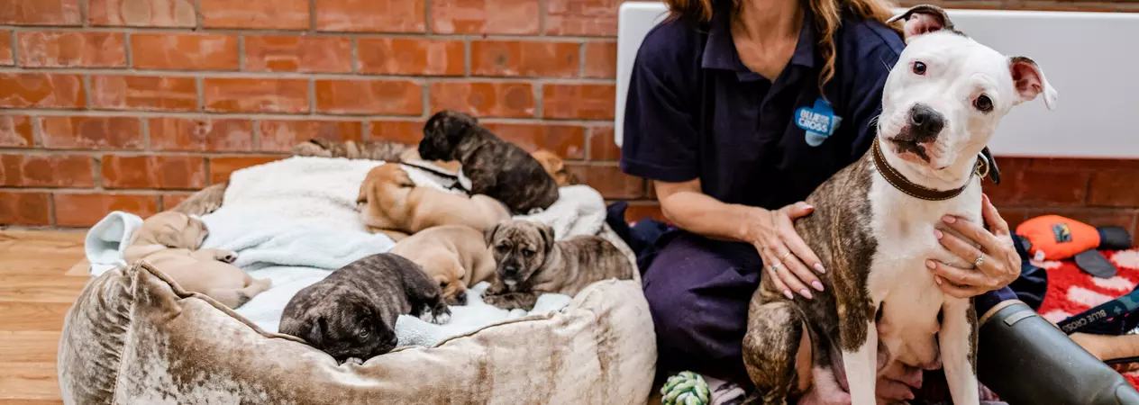 Animal Welfare Assistant, Caroline Oram, fussing mum Karma with her puppies sleeping beside her on a bed