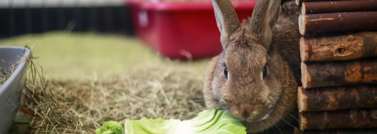 Jan, the brown rabbit eating some cabbage