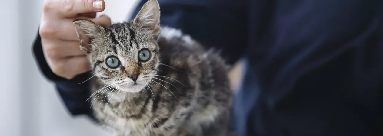 Kitten Yoda sat on the knee of one of the Hertfordshire team members enjoying a fuss