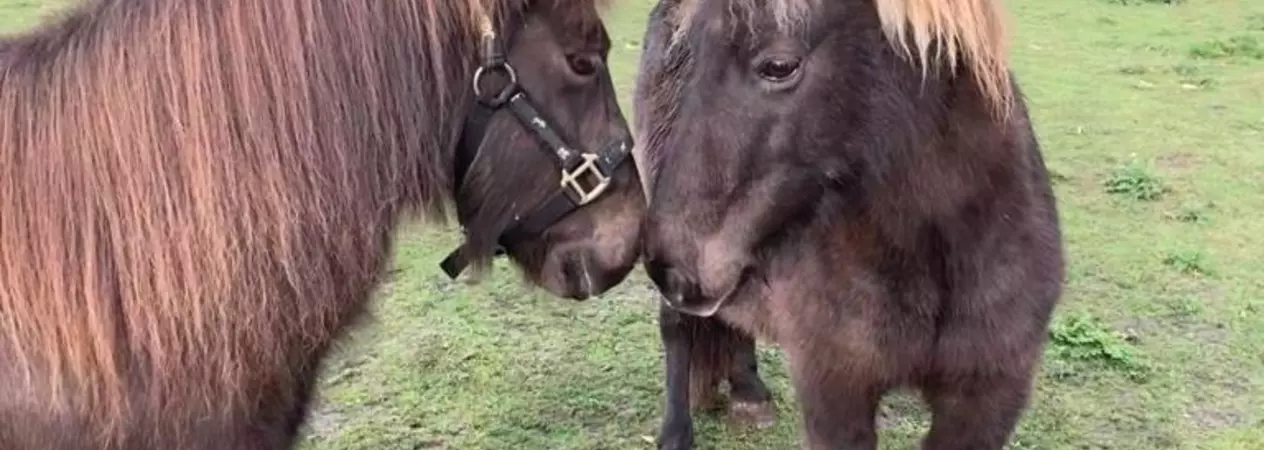 Sweet reunion for Treacle and Candy