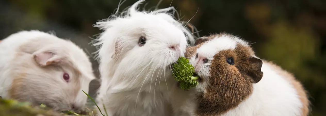 Three guinea pigs eating food together