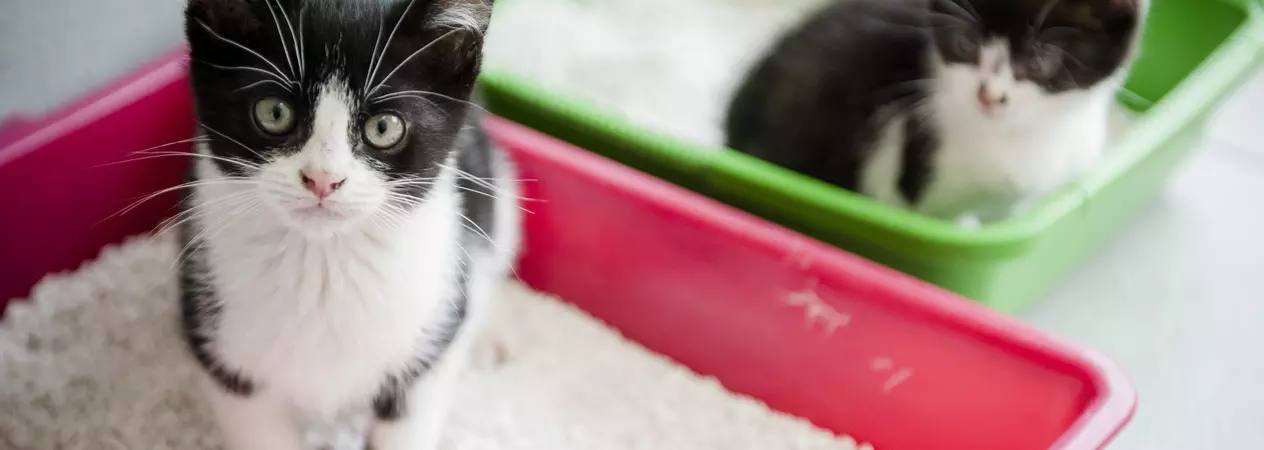 Two black and white kittens in two litter trays