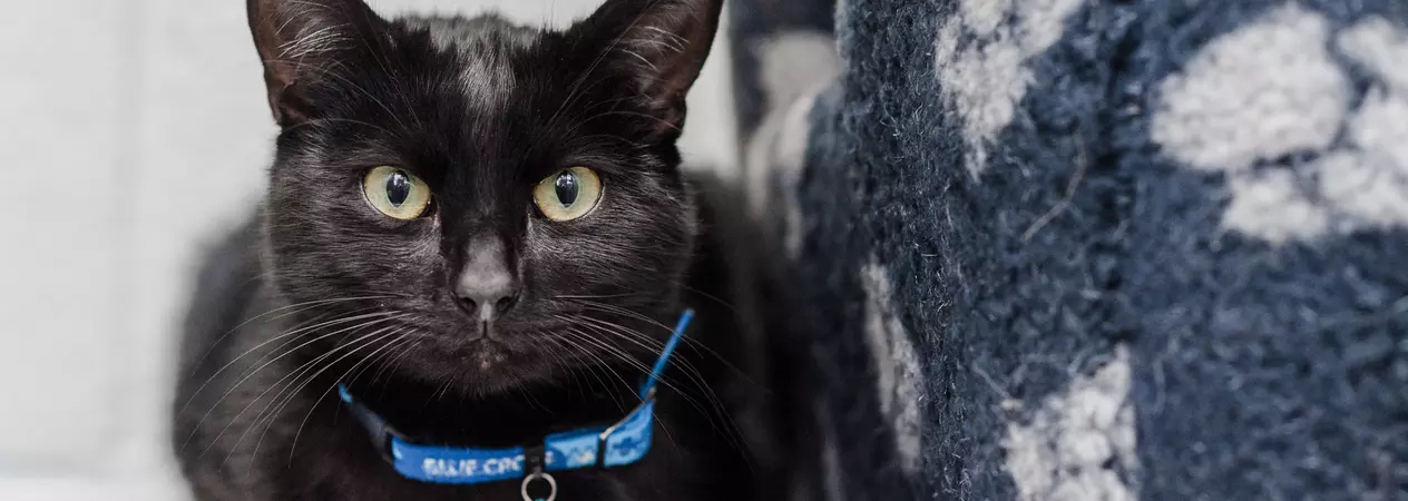 Black cat lying down, looking into camera wearing a Blue Cross quick release collar