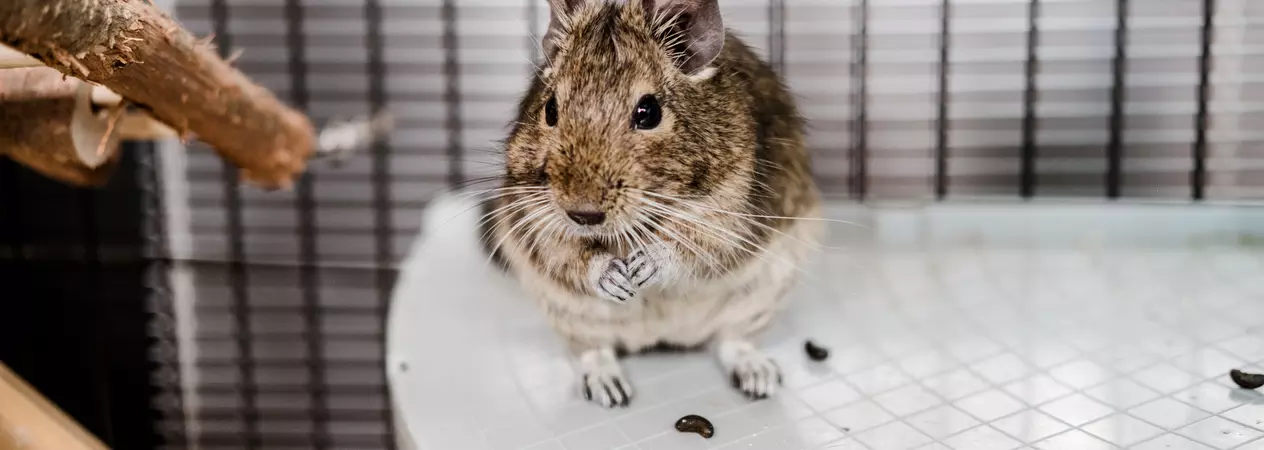 A degu perched on a shelf