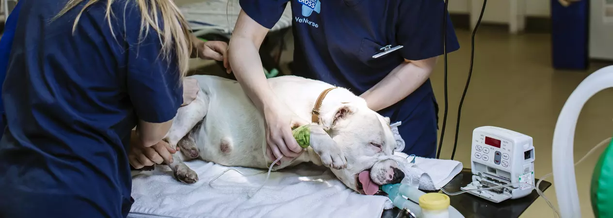 Vets working on a Staffordshire bull terrier on an operating table