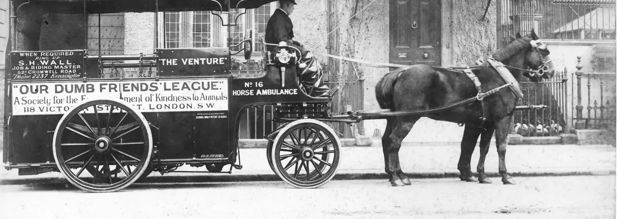 Black and white picture of two horses pulling a large horse ambulance