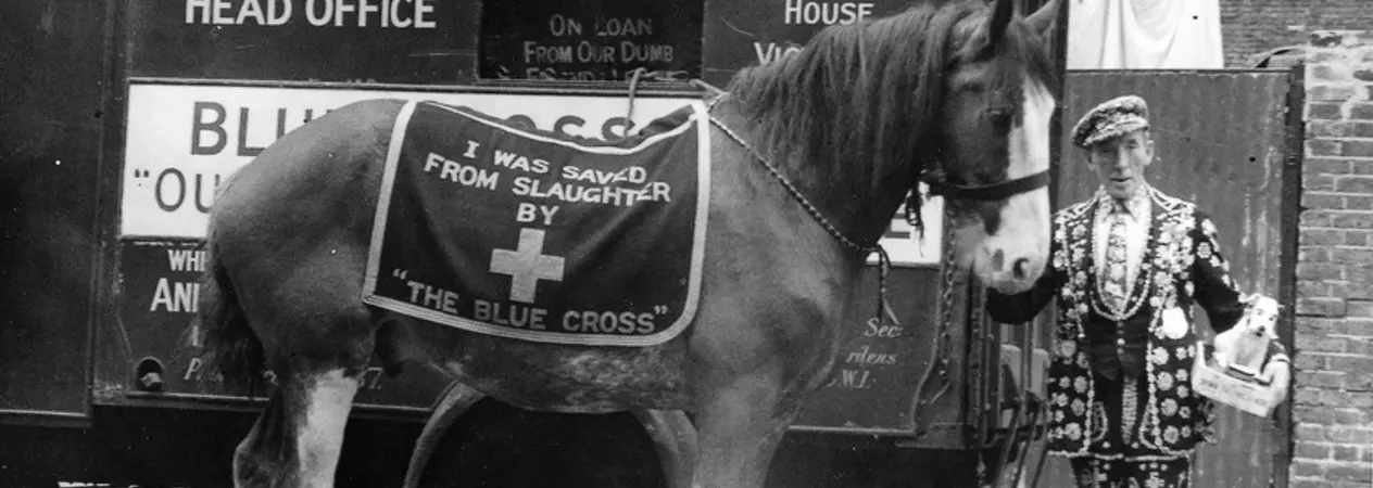 Black and white image of a horse standing in front of a motorised horse ambulance