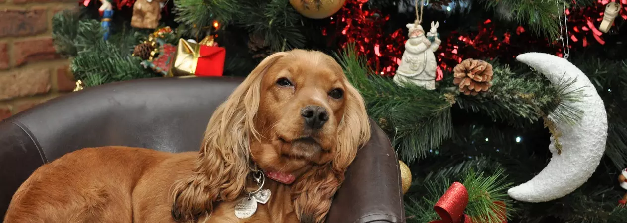 Dog in bed next to Christmas tree