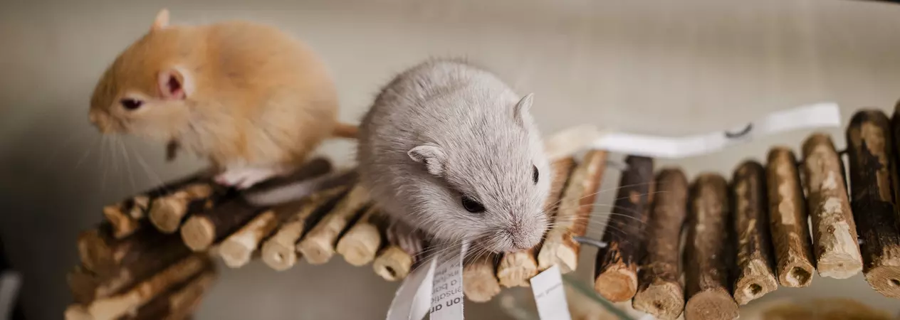 Gerbils perched on a wooden stick bridge