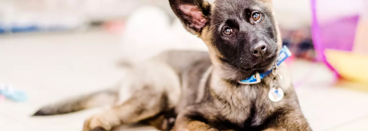Suzie, the Belgian shepherd puppy, looks at the camera with her head tilted