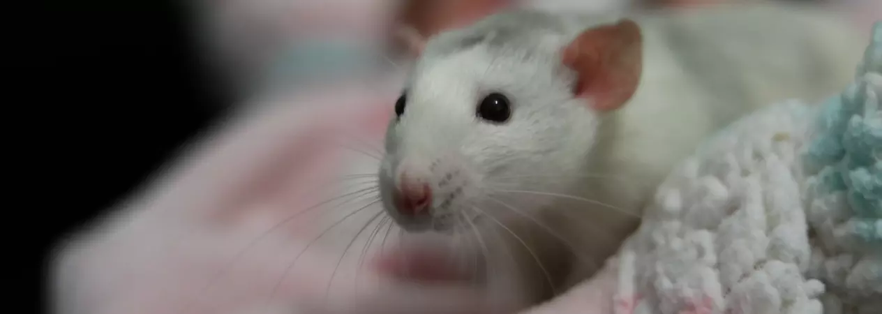 Rat resting on a blanket