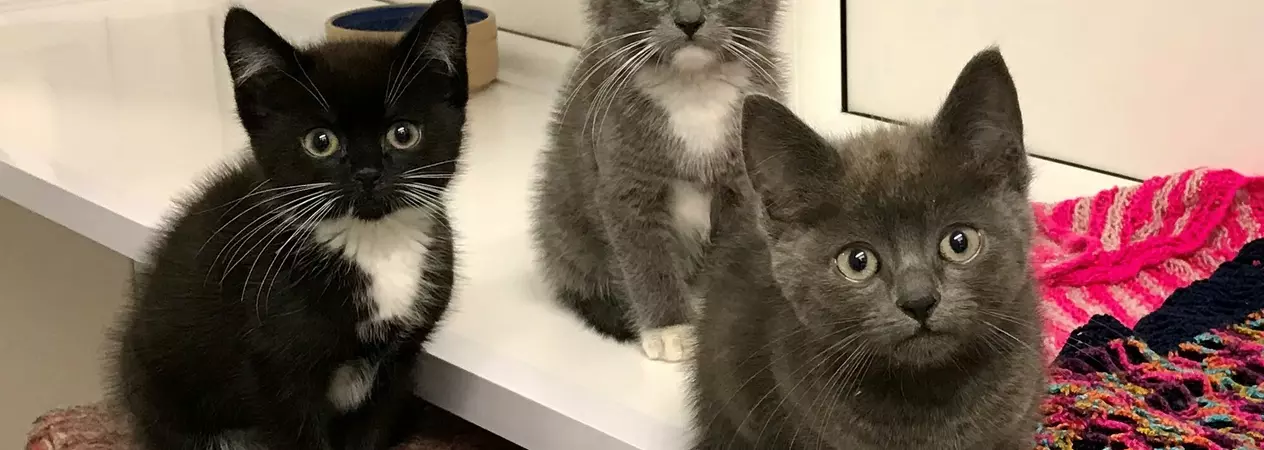 Black kitten with a white chest, called Anya, with brother Otis who is grey with a white chest and Theodore who is all grey