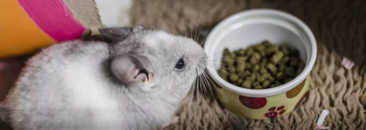A baby chinchilla next to their food bowl