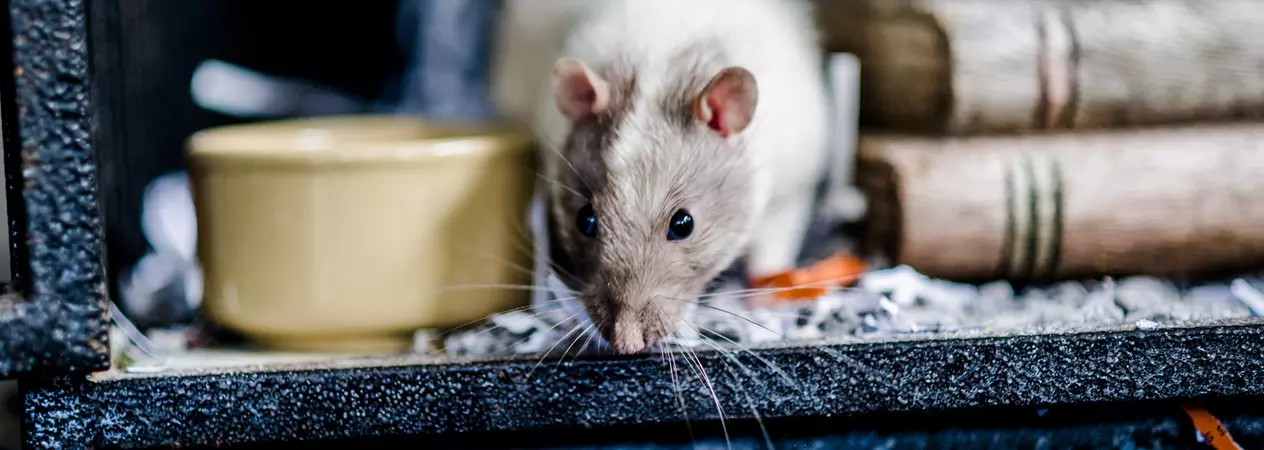 Rat next to food bowl