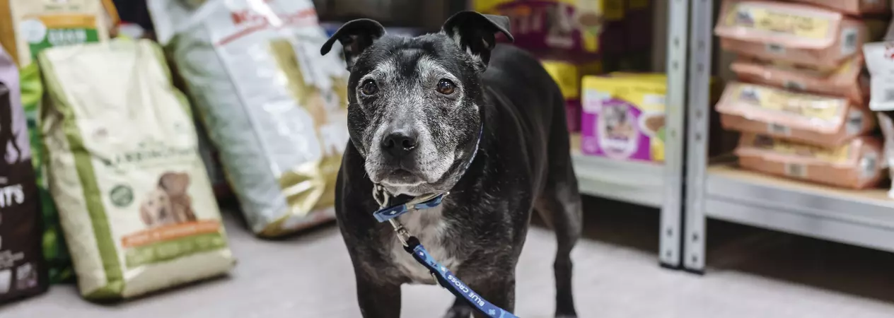 Black Staffordshire bull terrier in a pet food bank